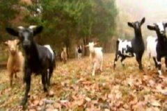 CABRAS 05  IMAGEN FOTOGRAFIA